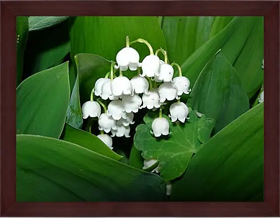 Картина в раме - lilies of the valley - Ладыши

