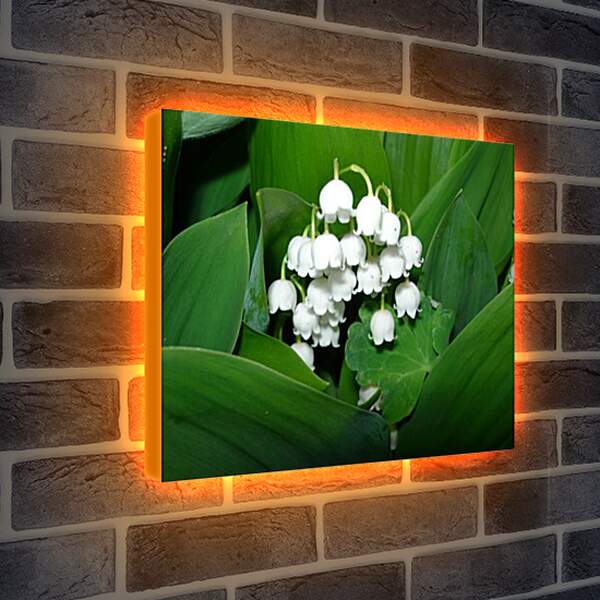 Лайтбокс световая панель - lilies of the valley - Ладыши
