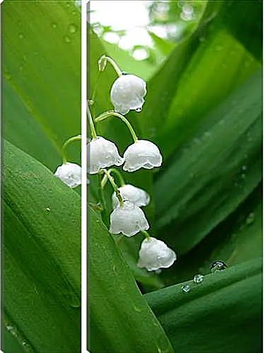 Модульная картина - lilies of the valley - Ладыши
