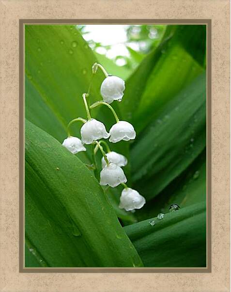 Картина в раме - lilies of the valley - Ладыши
