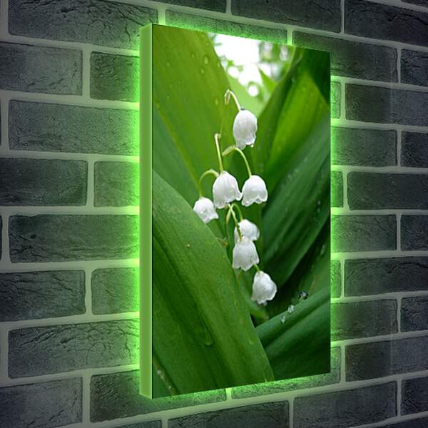 Лайтбокс световая панель - lilies of the valley - Ладыши
