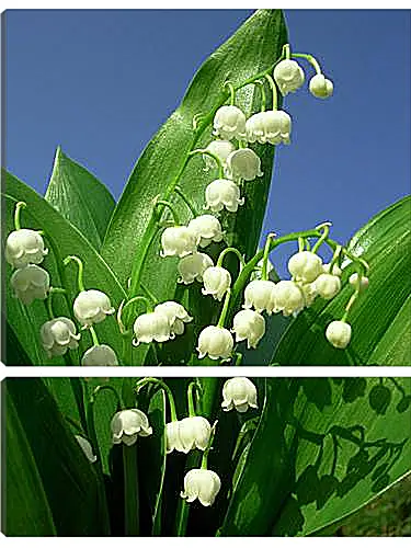 Модульная картина - lilies of the valley - Ладыши
