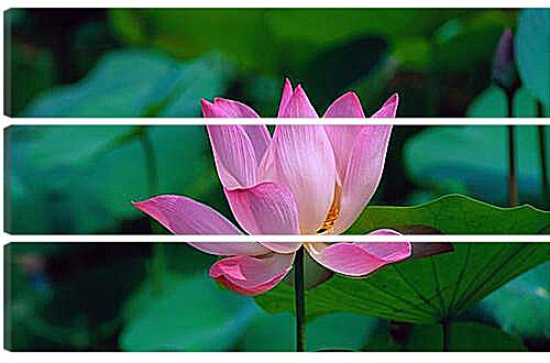Модульная картина - lotus - Лотос
