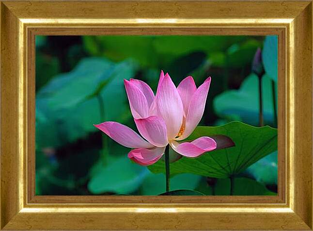 Картина в раме - lotus - Лотос
