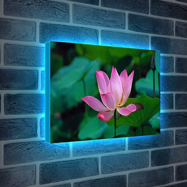 Лайтбокс световая панель - lotus - Лотос
