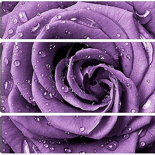 Модульная картина - Сиреневая роза
