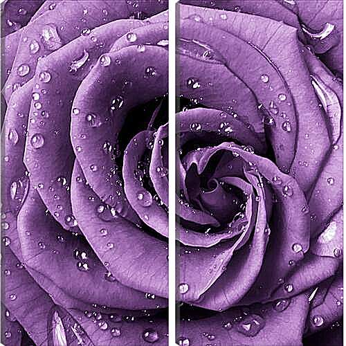 Модульная картина - Сиреневая роза
