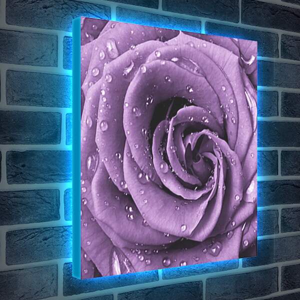 Лайтбокс световая панель - Сиреневая роза
