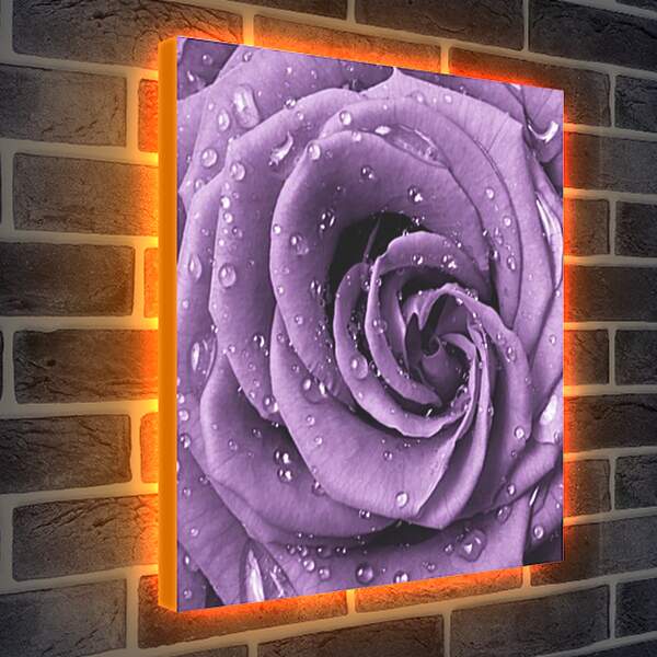 Лайтбокс световая панель - Сиреневая роза
