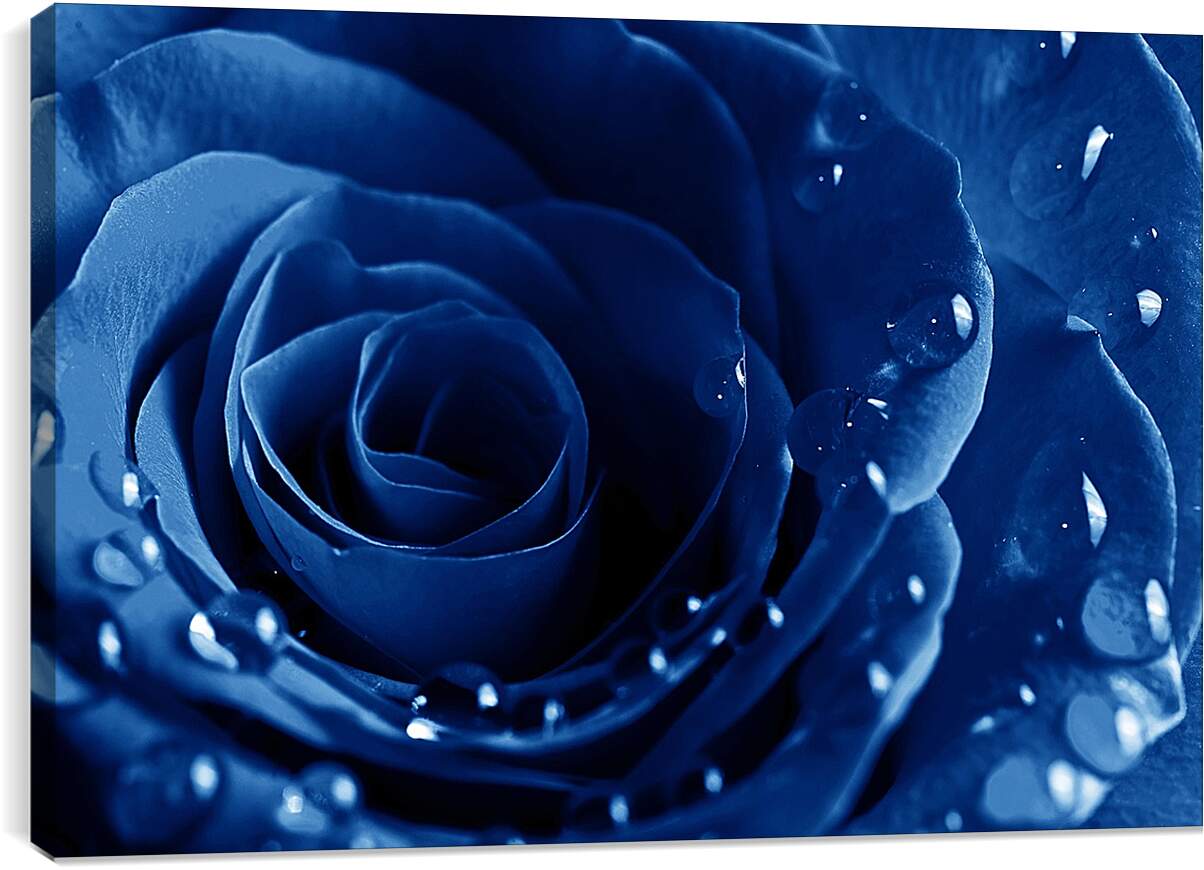 Постер и плакат - Синяя роза