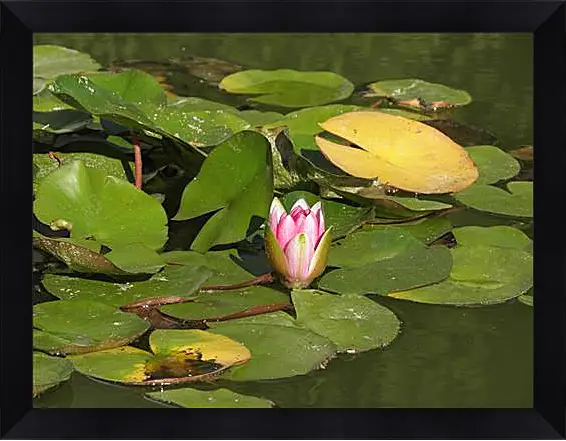 Картина в раме - Lily - Лилия
