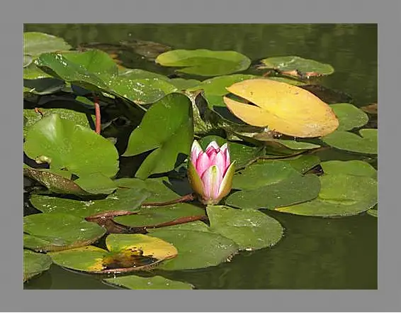 Картина в раме - Lily - Лилия
