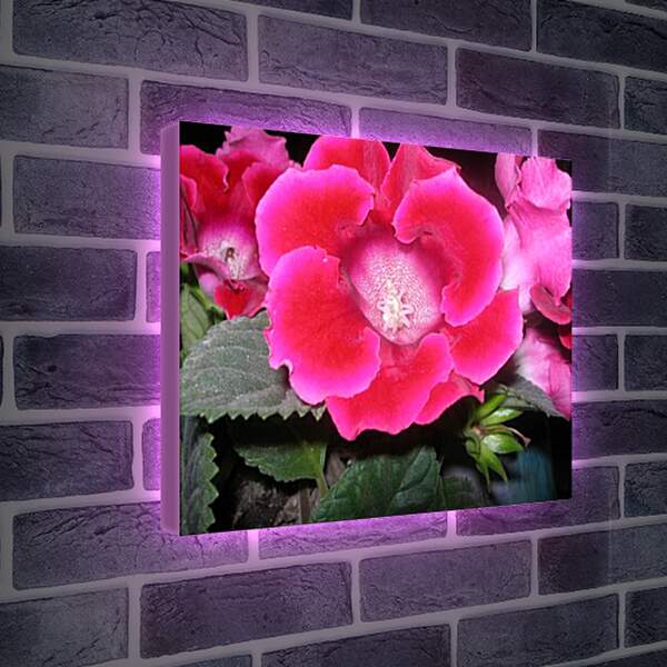 Лайтбокс световая панель - Beautiful red flower - Аленький цветочек
