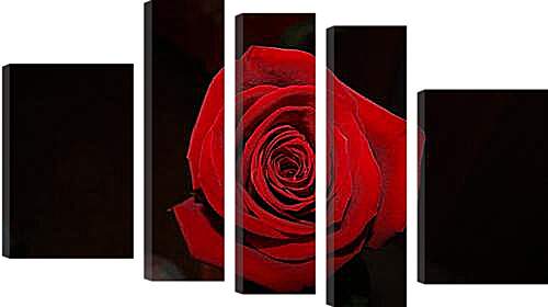 Модульная картина - Rose - Роза
