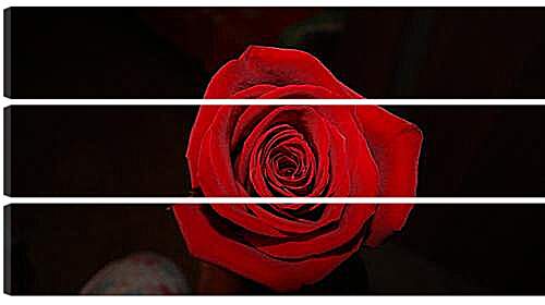 Модульная картина - Rose - Роза
