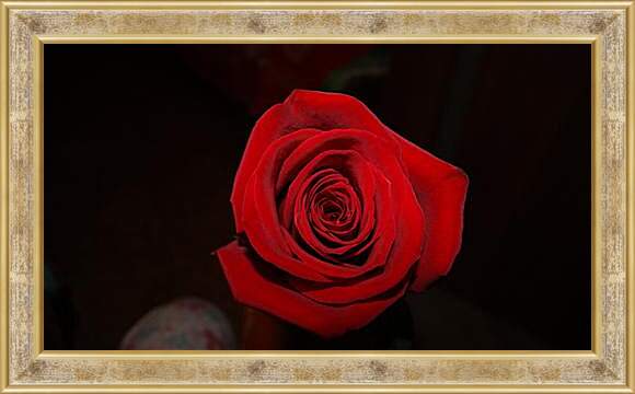 Картина в раме - Rose - Роза
