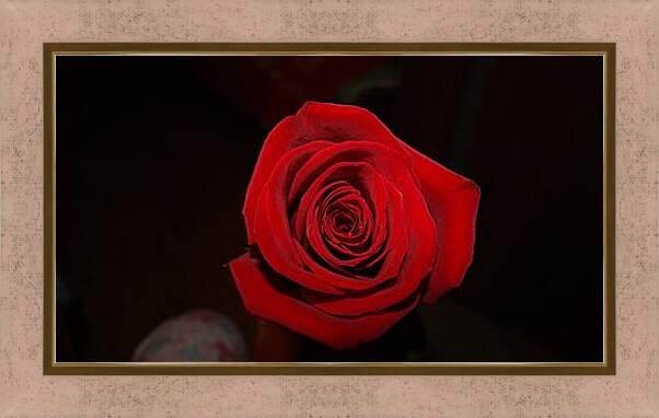 Картина в раме - Rose - Роза
