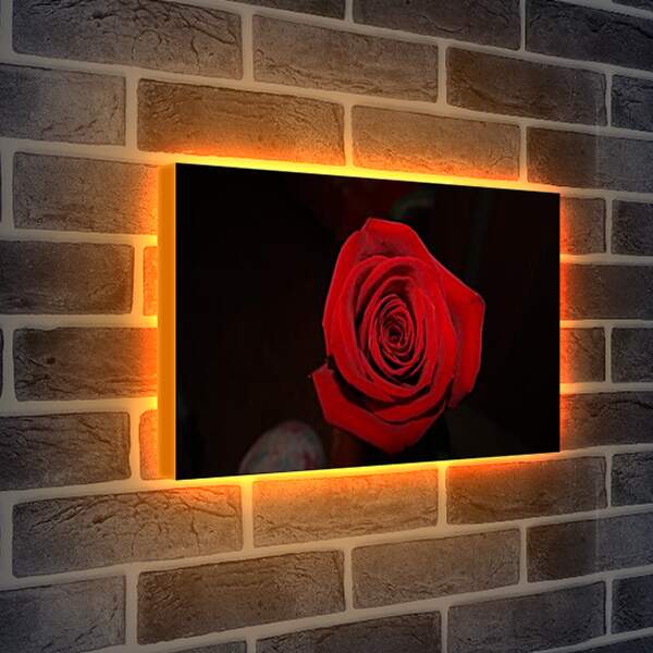 Лайтбокс световая панель - Rose - Роза
