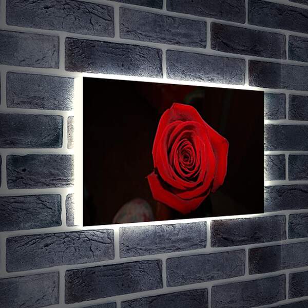 Лайтбокс световая панель - Rose - Роза
