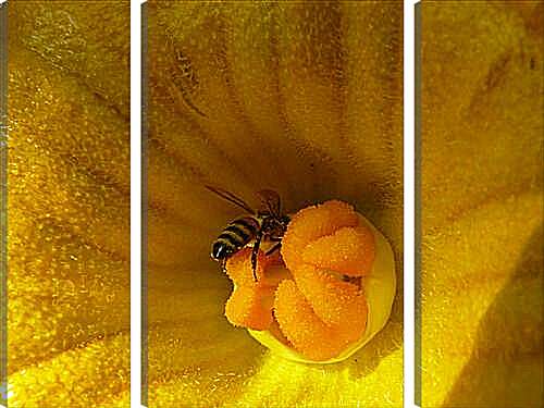 Модульная картина - bee - Пчела