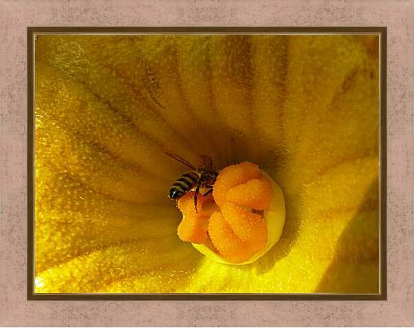 Картина в раме - bee - Пчела
