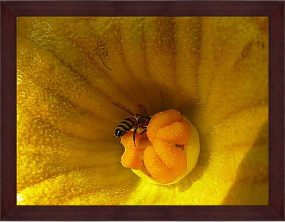 Картина в раме - bee - Пчела