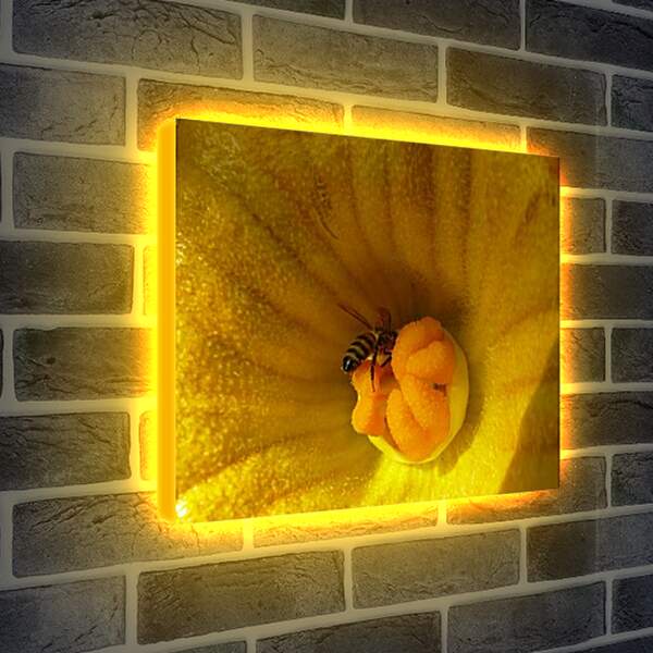 Лайтбокс световая панель - bee - Пчела