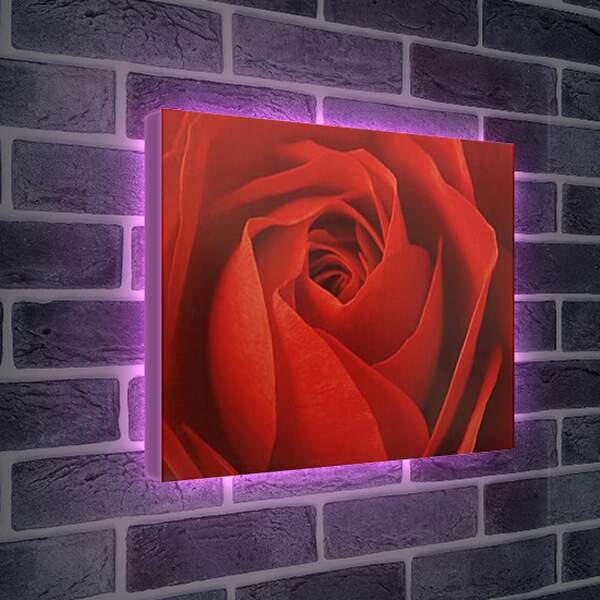 Лайтбокс световая панель - Роза

