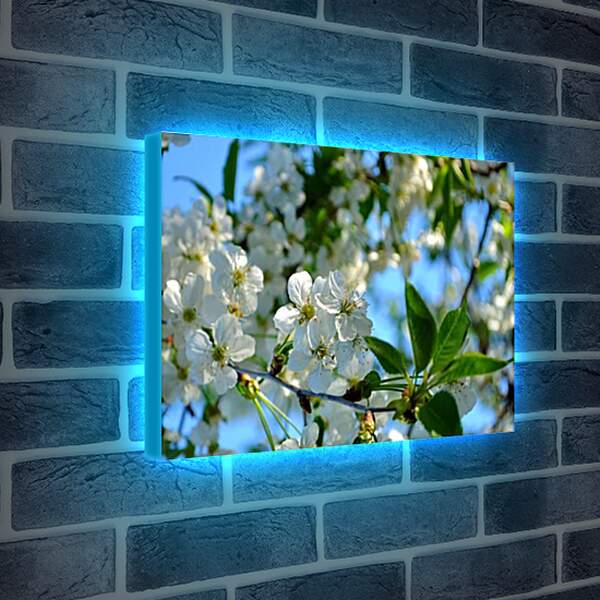 Лайтбокс световая панель - Вишня цветет
