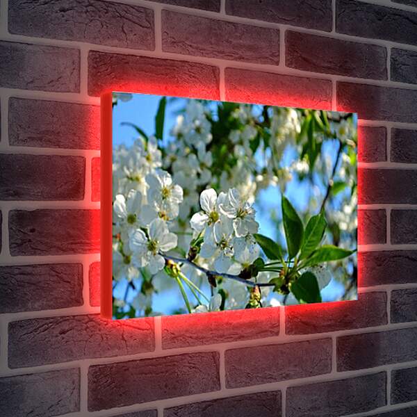 Лайтбокс световая панель - Вишня цветет
