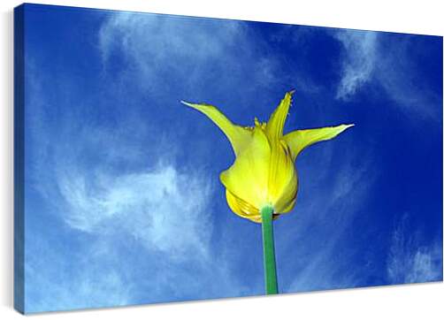 Постер и плакат - Желтый тюльпан
