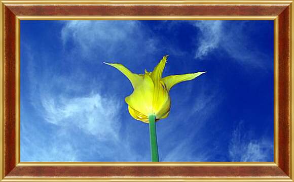 Картина в раме - Желтый тюльпан
