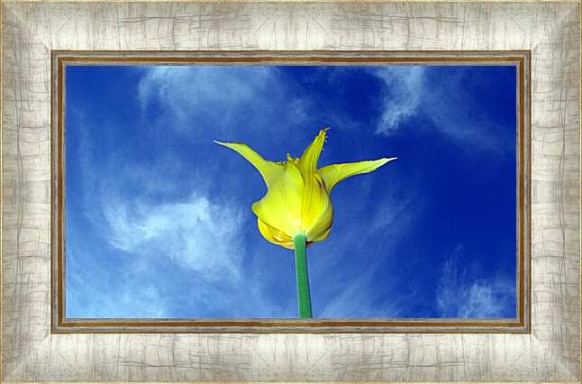 Картина в раме - Желтый тюльпан
