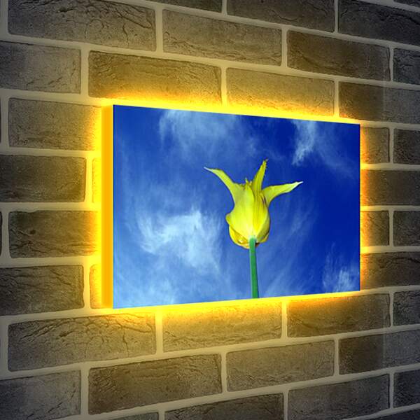 Лайтбокс световая панель - Желтый тюльпан
