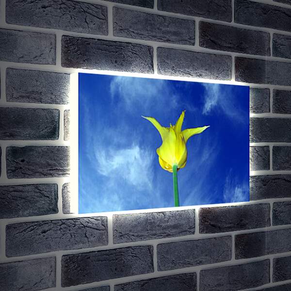 Лайтбокс световая панель - Желтый тюльпан
