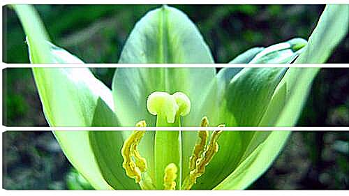 Модульная картина - Зеленый тюльпан
