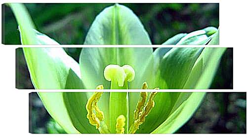 Модульная картина - Зеленый тюльпан

