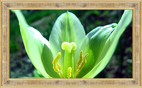 Картина в раме - Зеленый тюльпан
