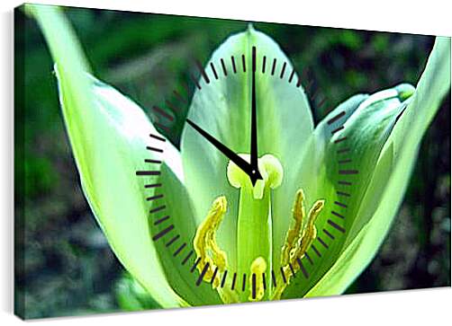 Часы картина - Зеленый тюльпан
