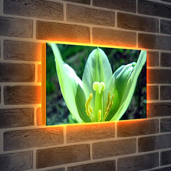 Лайтбокс световая панель - Зеленый тюльпан
