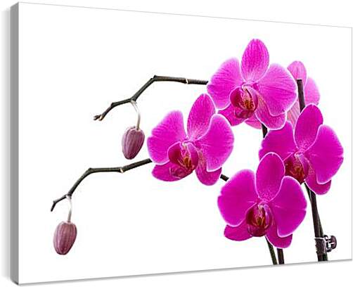 Постер и плакат - Орхидея
