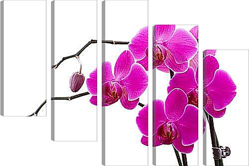 Модульная картина - Орхидея
