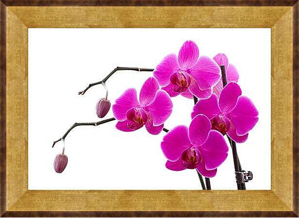 Картина в раме - Орхидея
