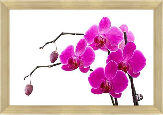 Картина в раме - Орхидея
