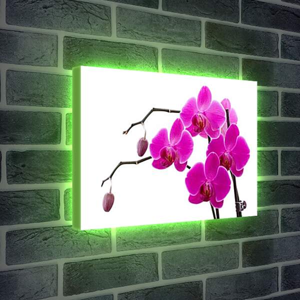 Лайтбокс световая панель - Орхидея
