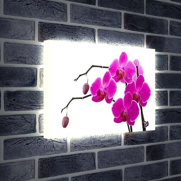 Лайтбокс световая панель - Орхидея
