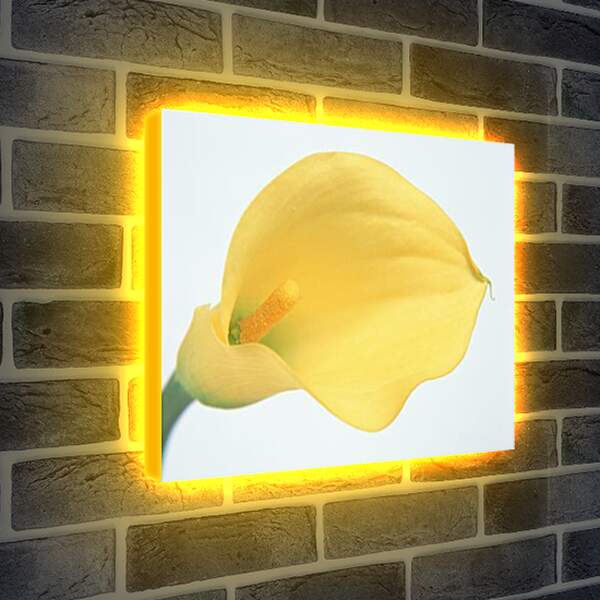 Лайтбокс световая панель - Цветы
