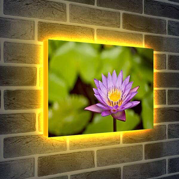 Лайтбокс световая панель - Цветы
