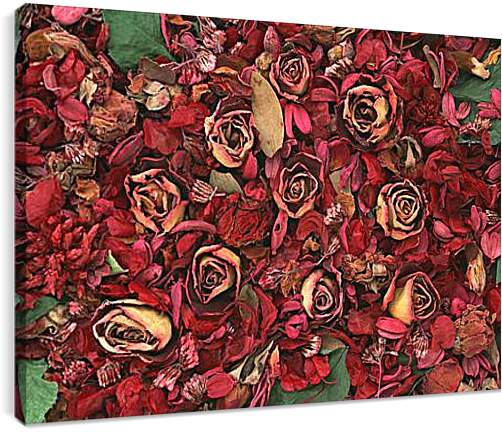 Постер и плакат - Сухие розы
