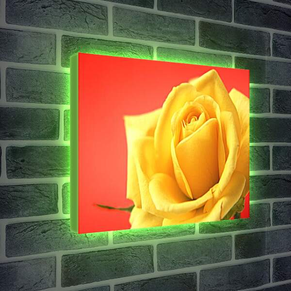 Лайтбокс световая панель - Роза
